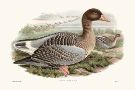 Gould Waterfowl 39