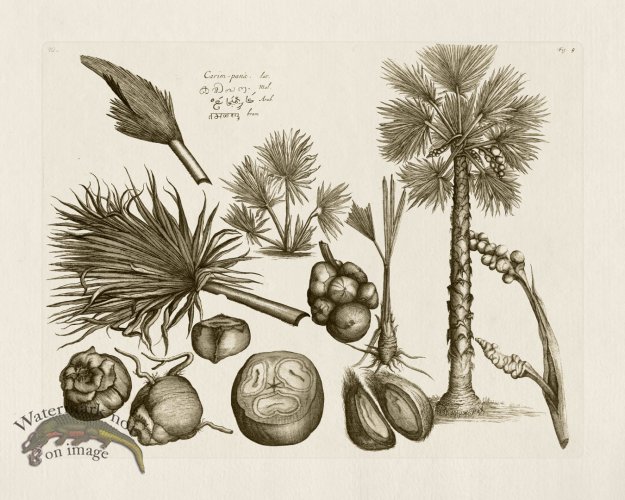 (image for) HORTUS VOL 01 09