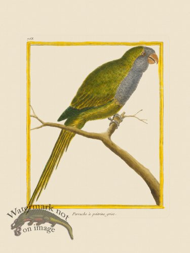 (image for) Martinet Bird 768