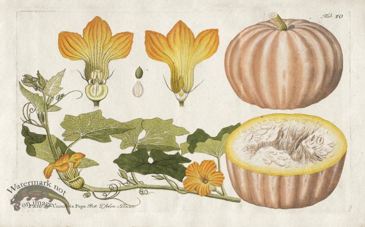 (image for) Field Pumpkin