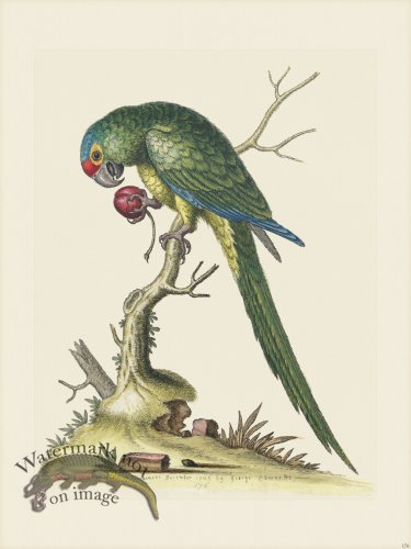 (image for) Edwards 176 R B-Headed Parrakeet