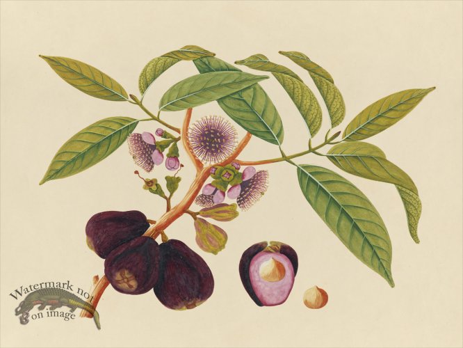 Far East Fruit and Flowers 05