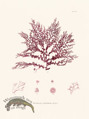 (image for) Bradbury Seaweed 008