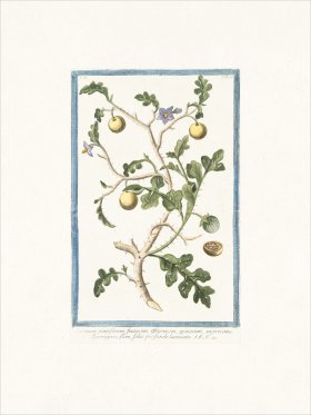 Bonelli 157 Solanum pomiferum