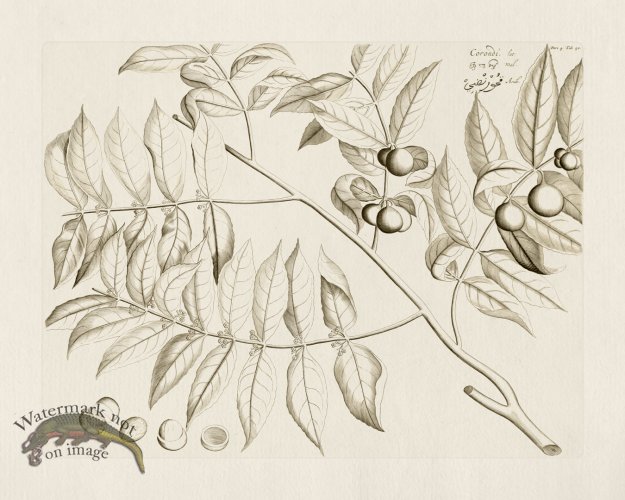 (image for) HORTUS VOL 04 50