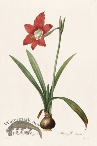 (image for) Les Liliacees Redoute 032