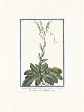 Bonelli 329 Rock Cress