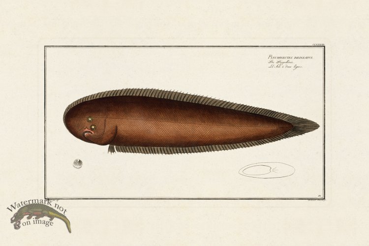 (image for) BLOCH FISH 188