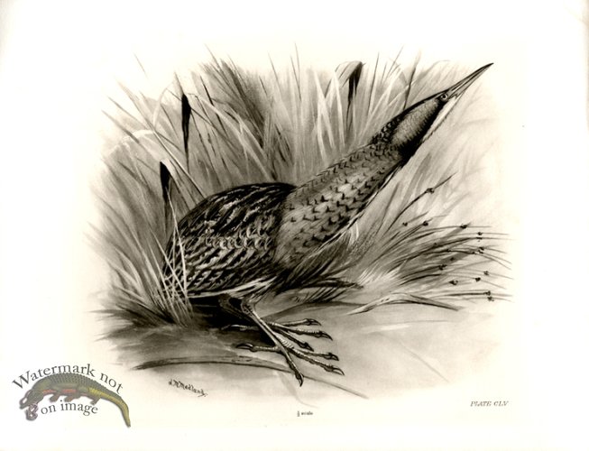 (image for) Bird 08 BITTERN