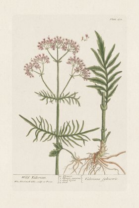 BEE 271 Wild Valerian