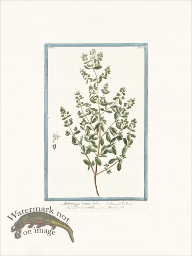 (image for) Bonelli 278 Marjoram