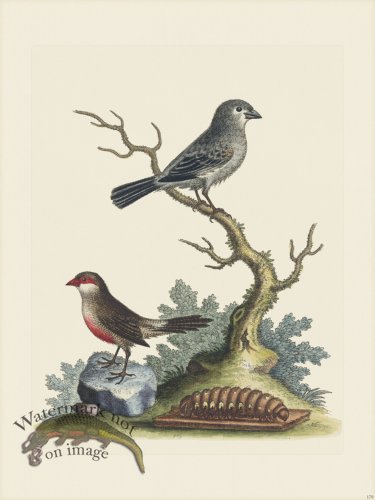 (image for) Edwards 179 The Wax-Bill