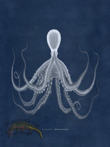 (image for) Octopus Blue 19