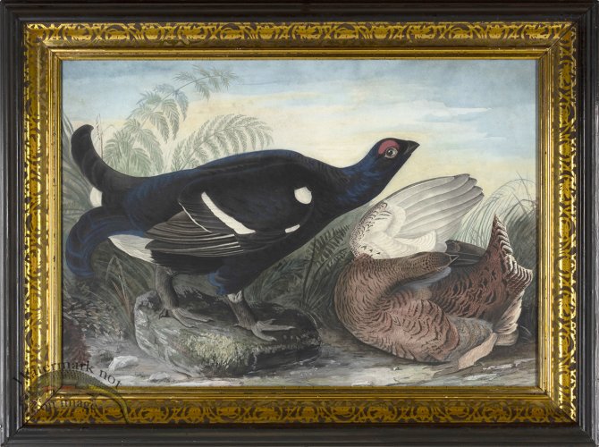 (image for) Audubon Game Bird AF_4_21