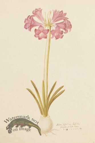 (image for) Blomboken 041