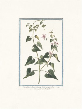 Bonelli 039 Periploca