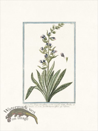 (image for) Bonelli 196 Viperine