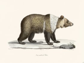 Cuvier 129 Male Siberian Brown Bear