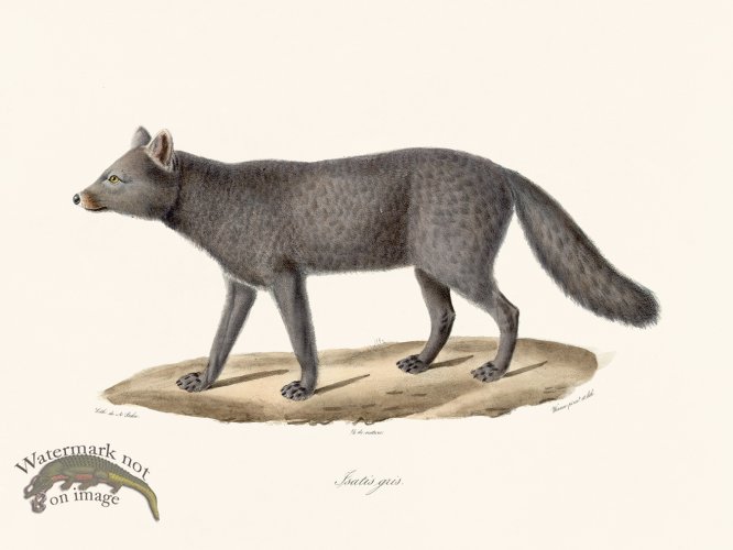 (image for) Cuvier 174 Gray boutis