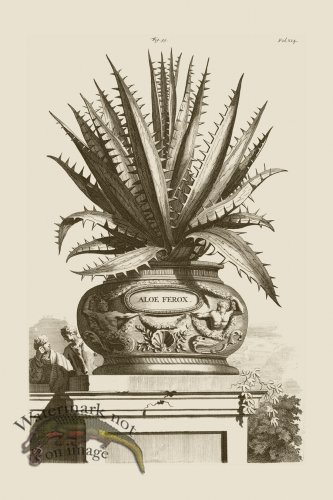 (image for) Abraham Munting 095