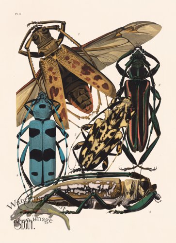 (image for) Seguy Bug 03