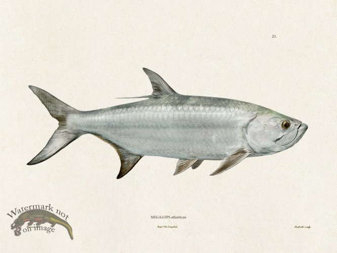 (image for) Werner Fish 021