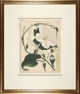 Andrews Botanicals in Gold Frame 04