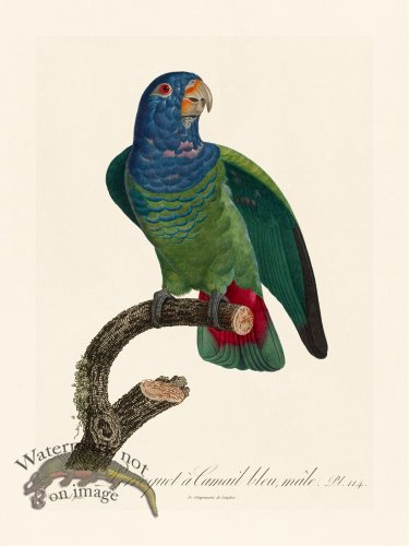 (image for) Barraband Parrot 114