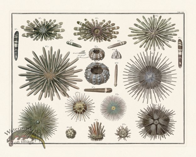 (image for) Seba B2 013 Urchin