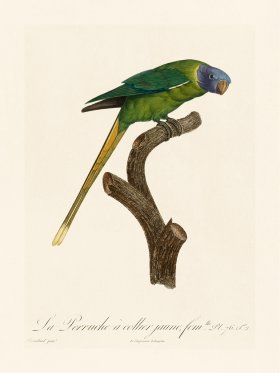 Barraband Parrot 076