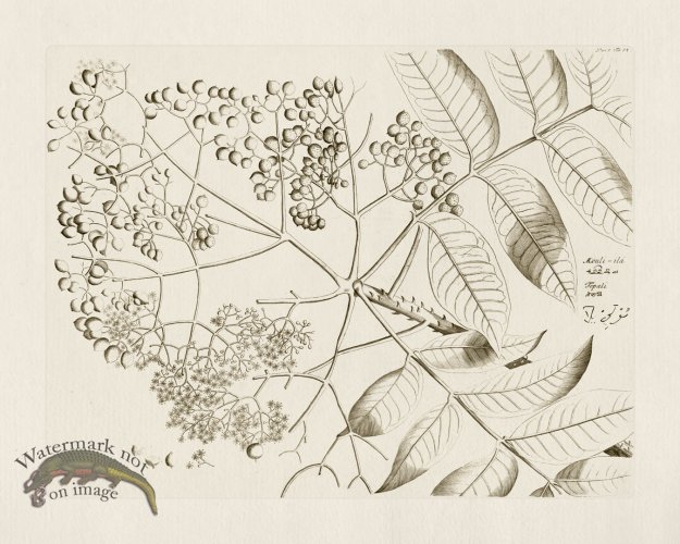 (image for) HORTUS VOl 05 34