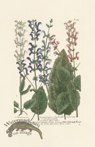 (image for) Weinmann PL 578