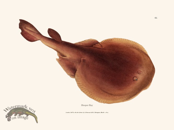 (image for) 061 Sleeper Ray