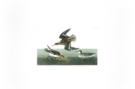 Hyperborean Phalarope