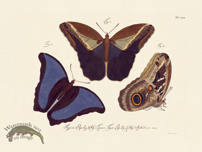 (image for) Jablonsky Butterfly 031