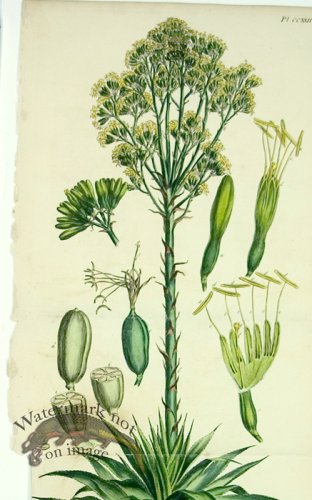 (image for) Philip Miller 128