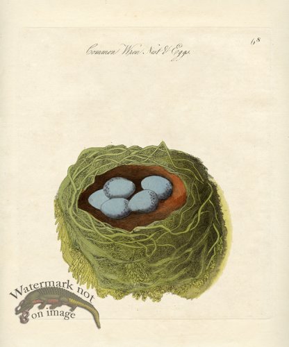 Common Wren Nest Eggs