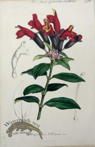 (image for) Houtteano_Bot_041