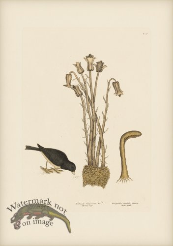 (image for) 036 Snow Bird