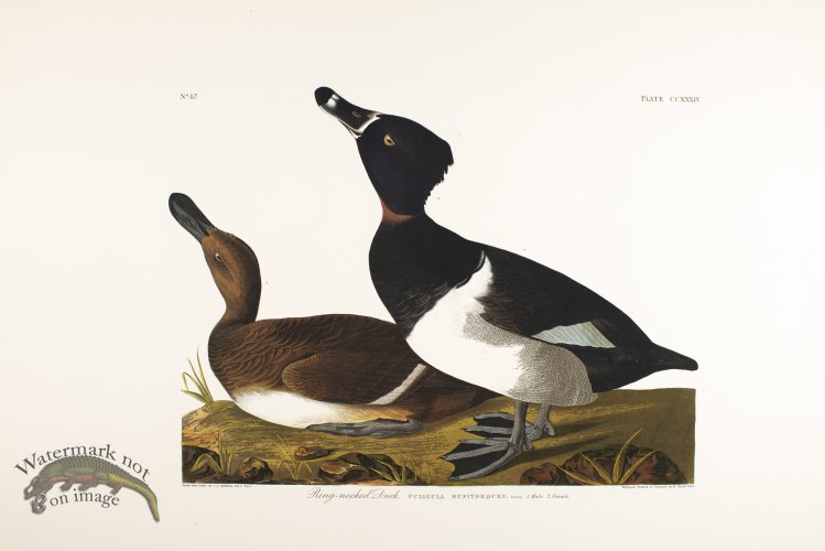 (image for) Ring Neck Duck