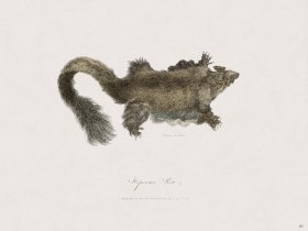 61 New Holland Caffowary