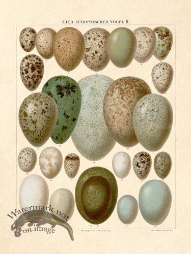Eggs Of European Birds Plate 2