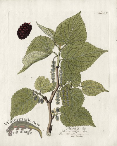 Black Mulberry