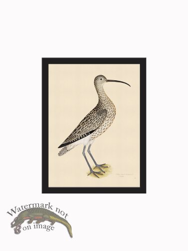 (image for) Rudbeck CFA_BF 35 Curlew
