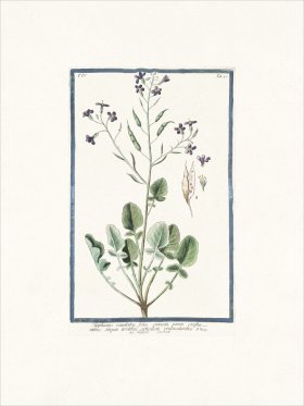 Bonelli 341 Rat-tail radish