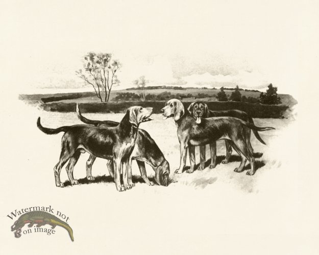 (image for) Modern Dogs 10