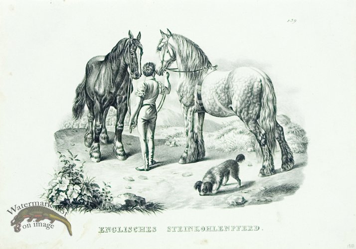 (image for) English Coals