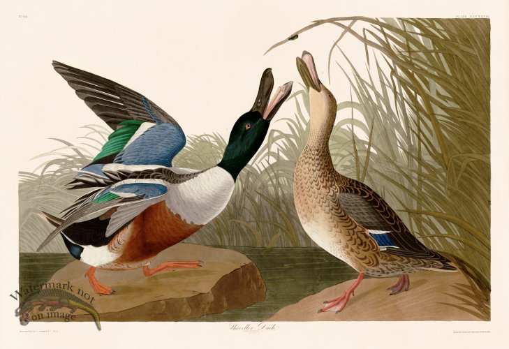 (image for) 327 Shoveller Duck