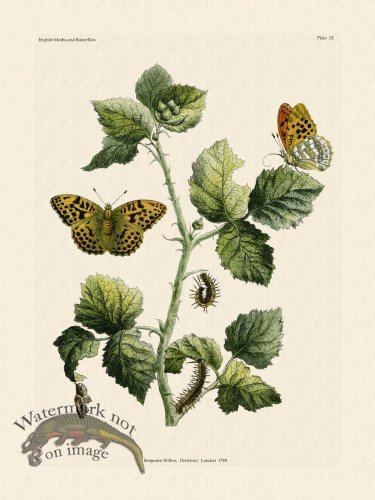 (image for) Wilkes Butterflies 015