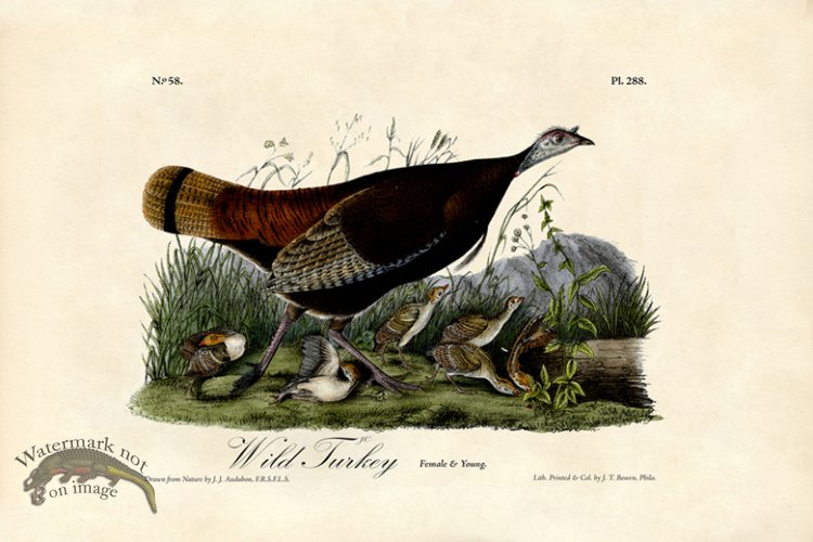 (image for) Wild Turkey Female